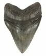 Large, Fossil Megalodon Tooth - South Carolina #51010-1